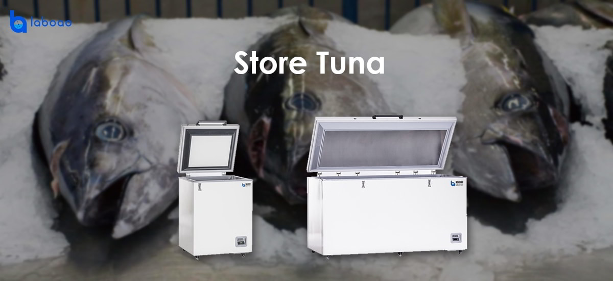 How to store tuna in -60℃ ultra low temperature refrigerator?